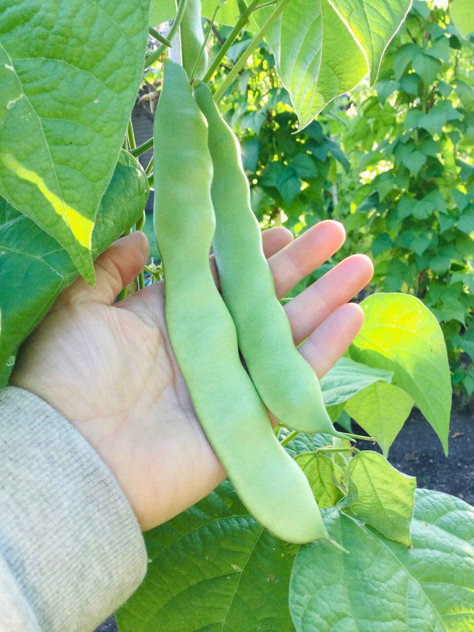 Grandma Gina's Pole Bean Seeds - Image 3