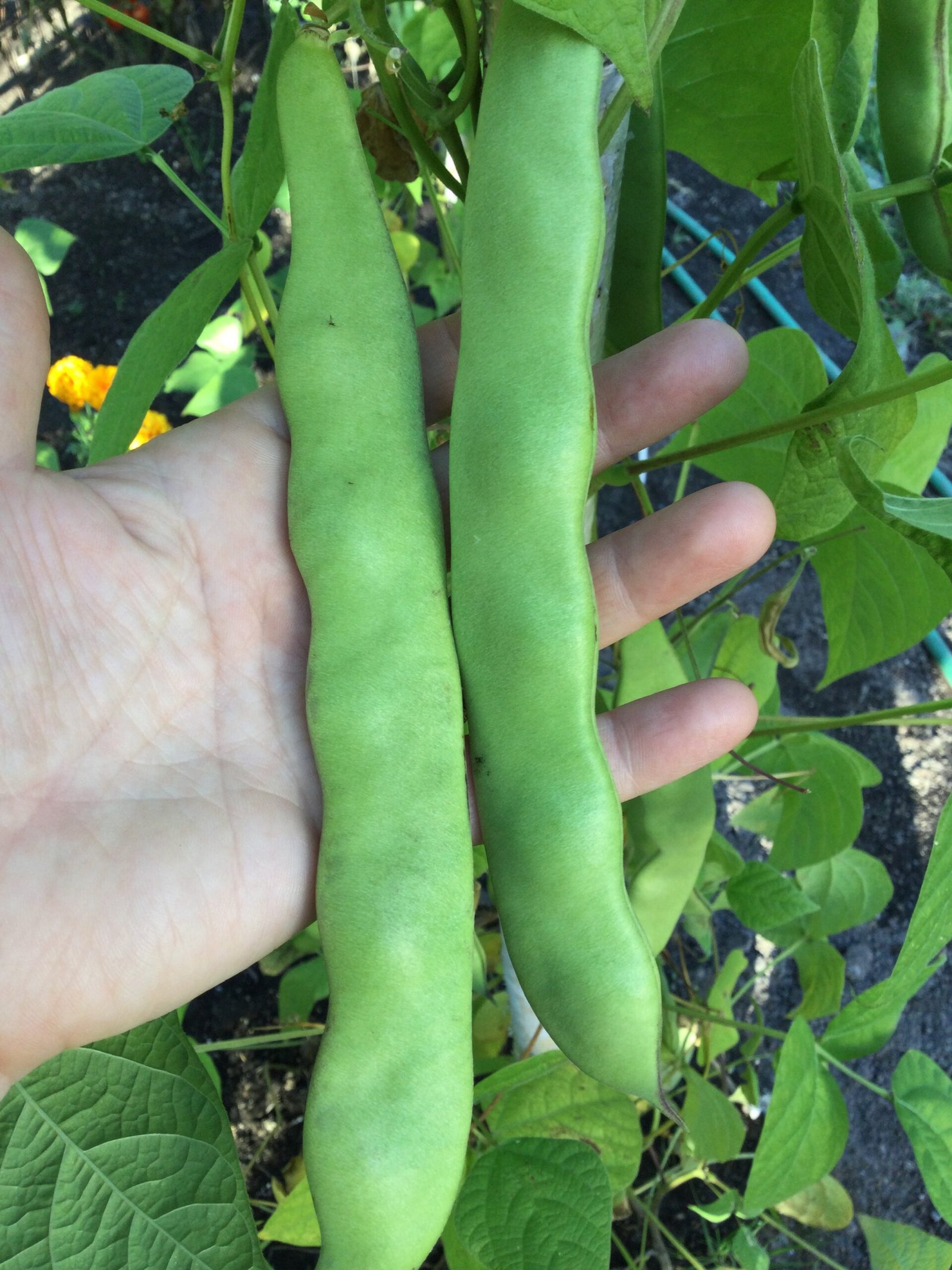 Grandma Gina's Pole Bean Seeds - Image 4