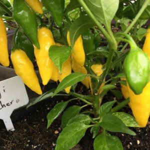 Aji Mochero Hot Pepper Seeds