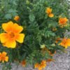 Orange and Lemon Gem Marigold Flower Heirloom Seeds Grown in Sudbury, Ontario, Canada. Grown Organically. Heritage Hobby Seed Ark.