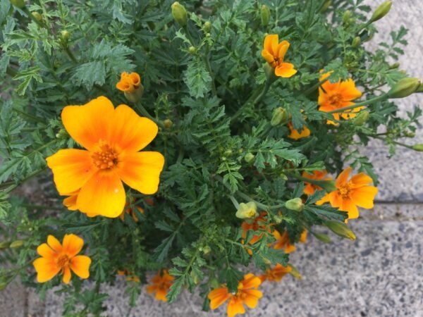 Orange and Lemon Gem Marigold Flower Heirloom Seeds Grown in Sudbury, Ontario, Canada. Grown Organically. Heritage Hobby Seed Ark.