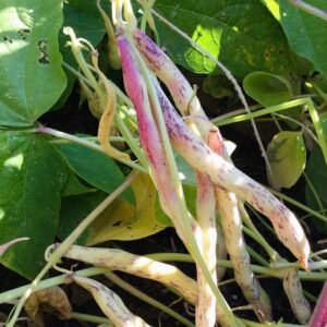 Rosey Glow Bush Bean Seeds