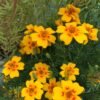 Orange and Lemon Gem Marigold Flower Heirloom Seeds Grown in Sudbury, Ontario, Canada. Grown Organically. Heritage Hobby Seed Ark.