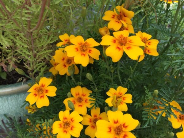 Orange and Lemon Gem Marigold Flower Heirloom Seeds Grown in Sudbury, Ontario, Canada. Grown Organically. Heritage Hobby Seed Ark.