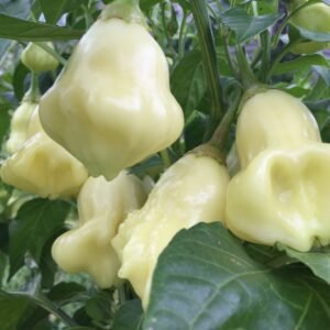 Aji Fantasy White Pepper Heirloom Seeds Grown in Sudbury, Ontario, Canada. Grown Organically. Heritage Hobby Seed Ark.