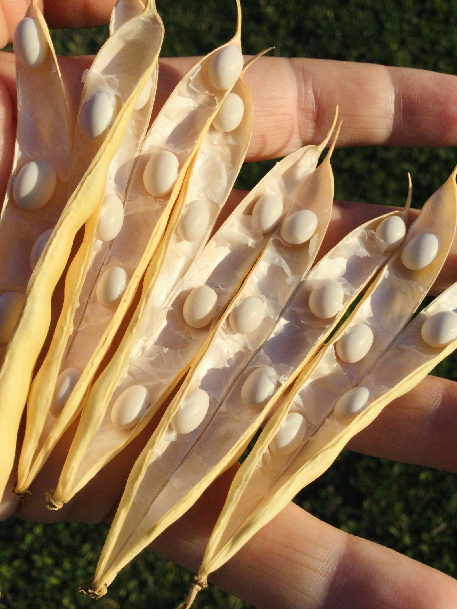 Perelka Semi - Runner Bean Seeds - Image 2