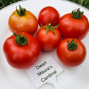 Dwarf Maura’s Cardinal Tomato Seeds