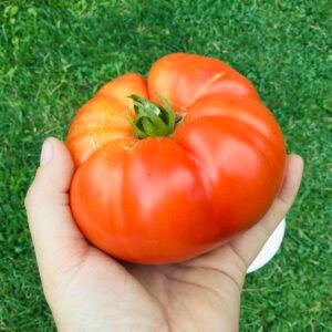 Dwarf Harmonic Convergence Tomato Seeds