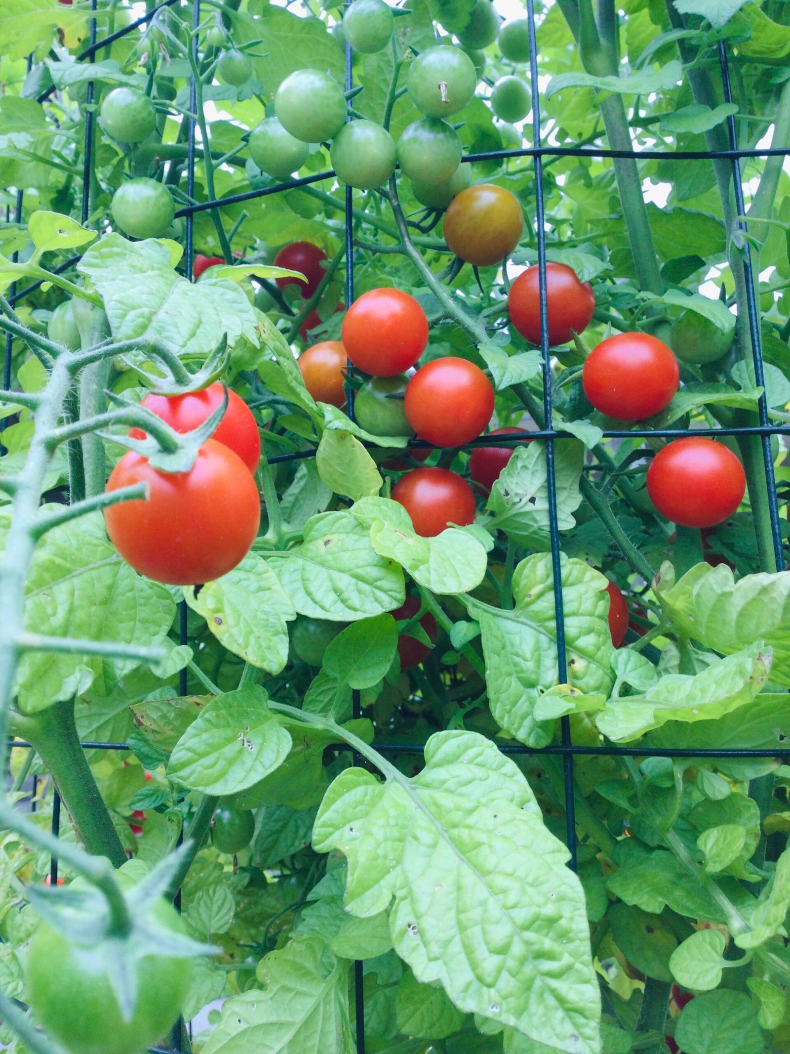 Iva’s Red Berry Tomato Seeds - Image 2