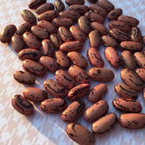 Rosso di Lucca Bush Bean Seeds