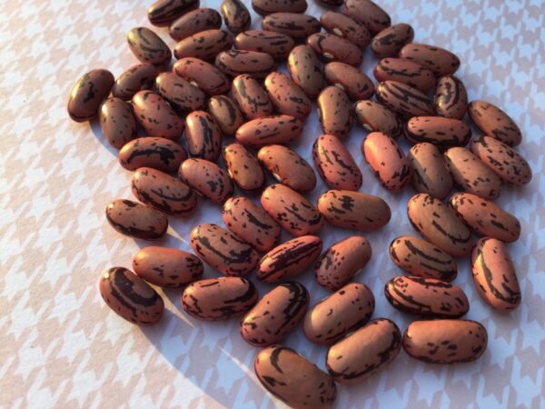 Rosso di Lucca Bush Bean Seeds