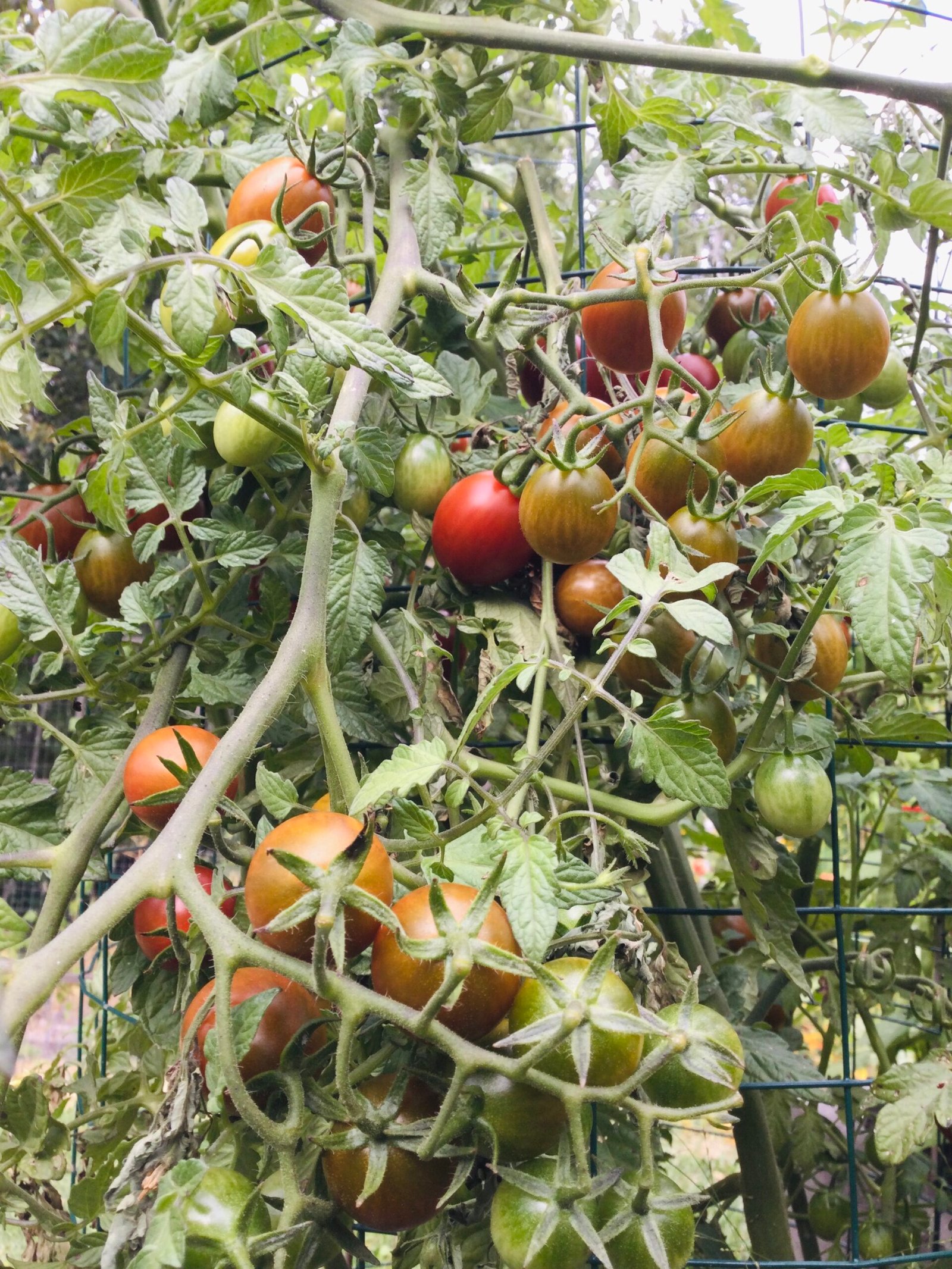 Mini Kumato Tomato Seeds - Image 2