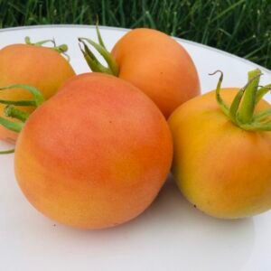 Orange Peach Fuzzy Tomato Seeds