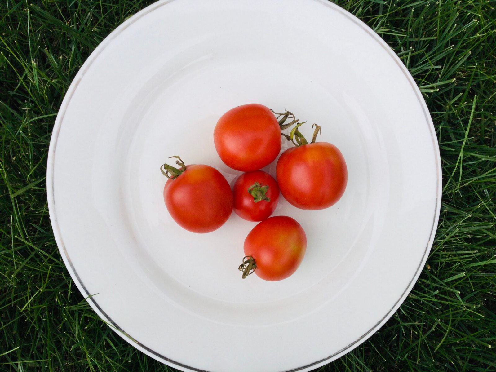 Spanish Winter Cherry Tomato Seeds