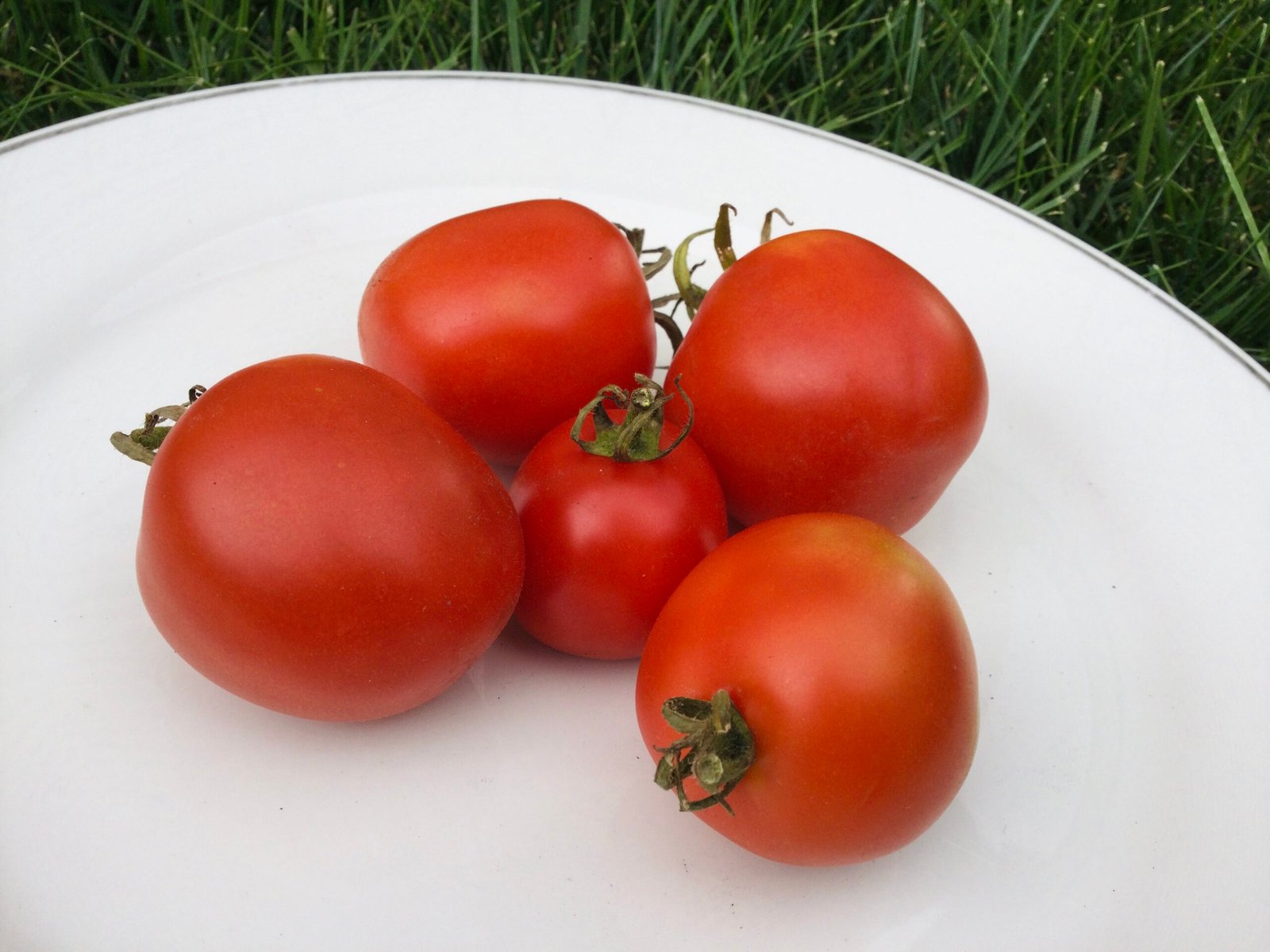 Spanish Winter Cherry Tomato Seeds - Image 2