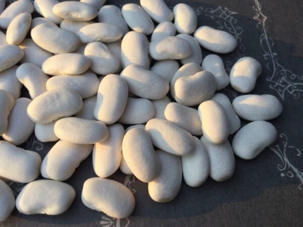 Lena's Pole Bean Seeds