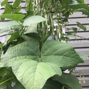 Lu Qing Pole Bean Heirloom Seeds. Grown in Sudbury, Ontario, Canada. Organically Grown. Heritage Hobby Seed Ark.