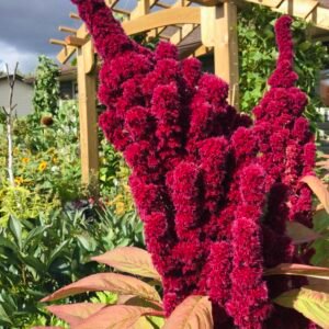 Elephant's Head Amaranth Seeds