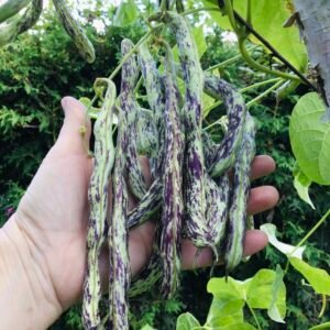 Bobis D’Albenga Pole Bean Seeds