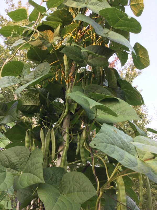 Aunt Maggie Pole Bean Seeds