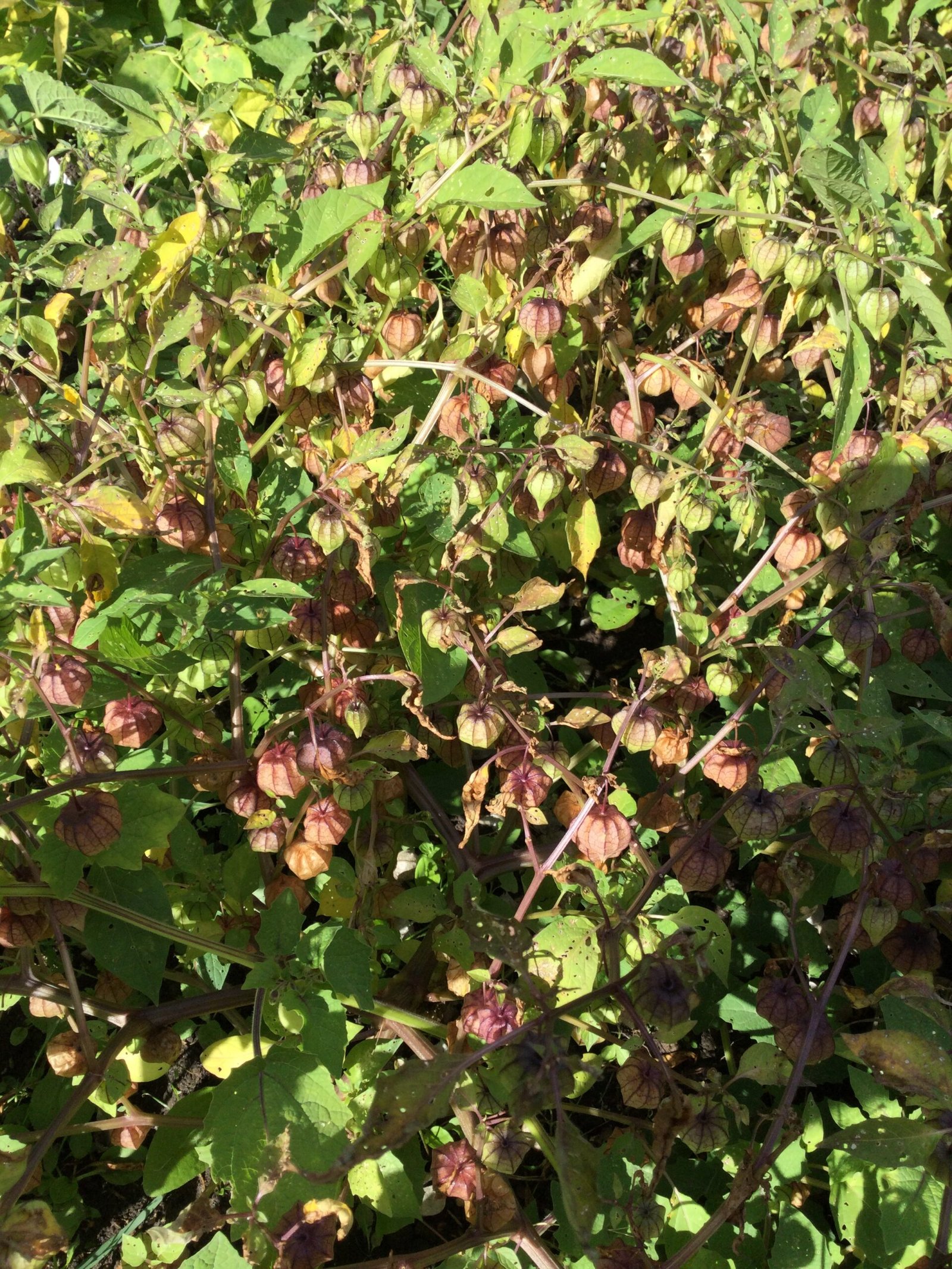 Physalis Minima Ground Cherry - Image 2