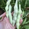 Fat Man Pole Bean Seeds