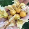 Aunt Molly's Ground Cherry Heirloom Seeds Grown in Sudbury, Ontario, Canada. Grown Organically. Heritage Hobby Seed Ark.