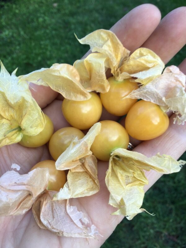 Aunt Molly's Ground Cherry Heirloom Seeds Grown in Sudbury, Ontario, Canada. Grown Organically. Heritage Hobby Seed Ark.