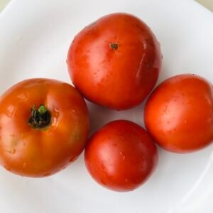 Tibet Early Bush Tomato