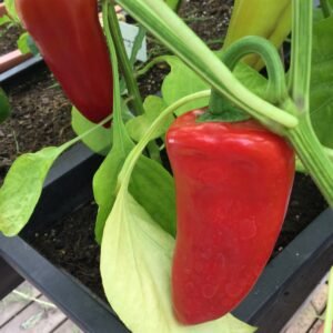 Piquillo Sweet Pepper Seeds