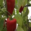 Pimento Picon Hot Pepper Seeds