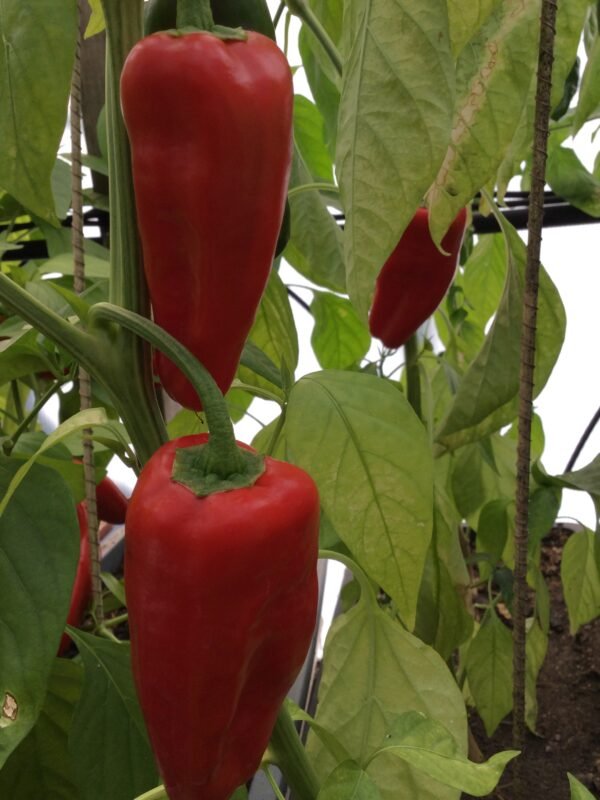 Pimento Picon Hot Pepper Seeds