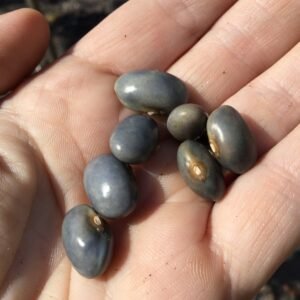 Pragerhoff Pole Bean Seeds