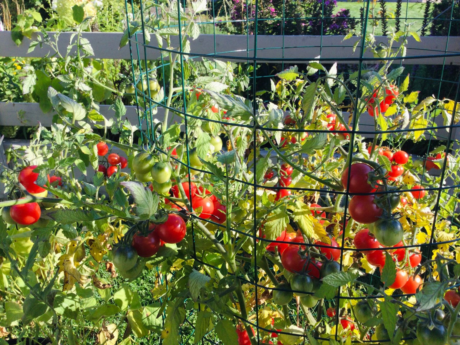 Pink Princess Tomato Seeds - Image 3