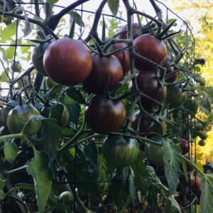 Violet Kirsch Tomato Seeds
