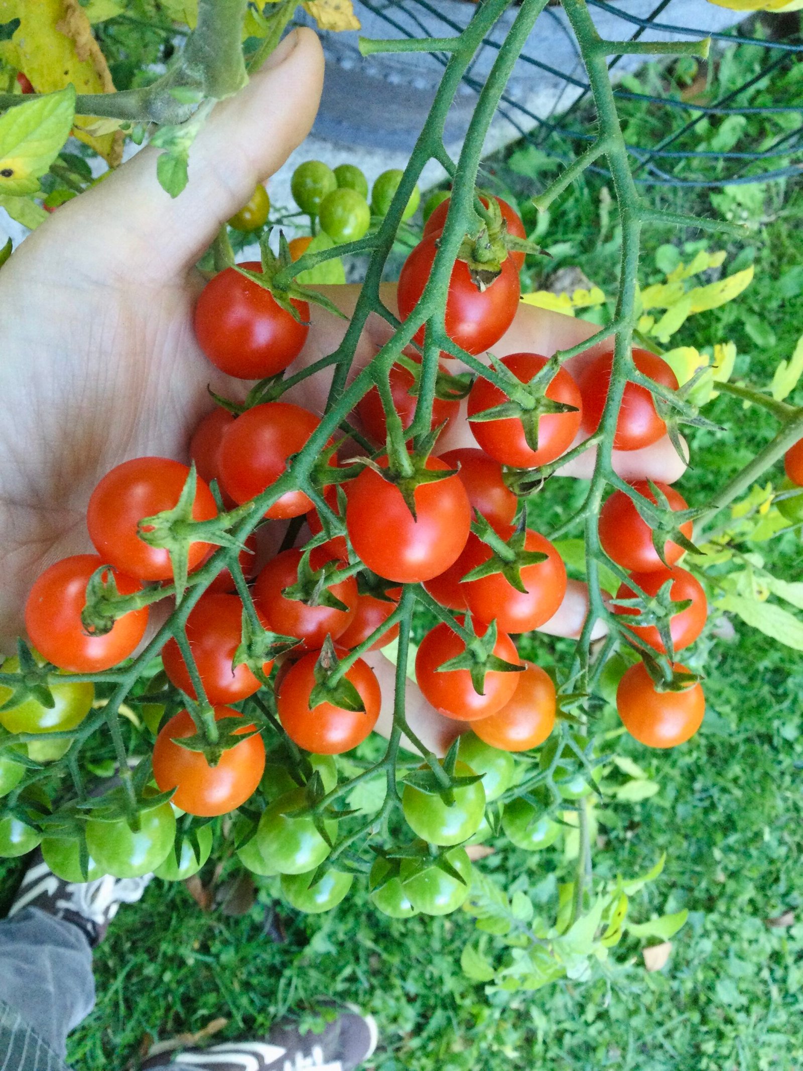 Iva’s Red Berry Tomato Seeds