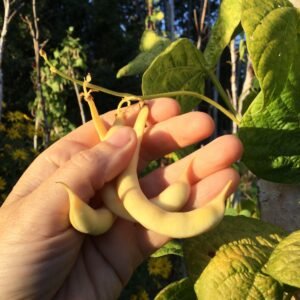 Kärntner Secherslein Pole Bean Seeds