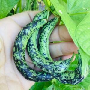 Aloisia Marmoriert Pole Bean Seeds