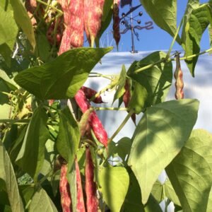 Saxon Pole Bean Seeds