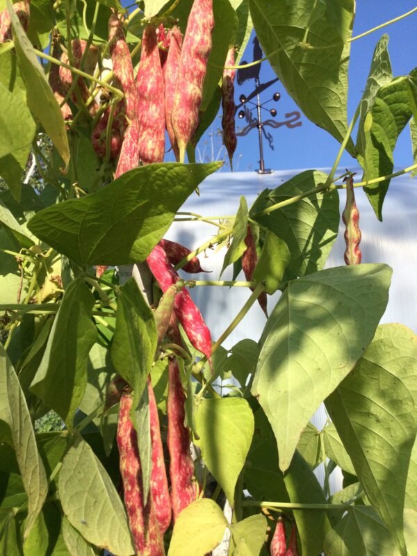 Saxon Pole Bean Seeds