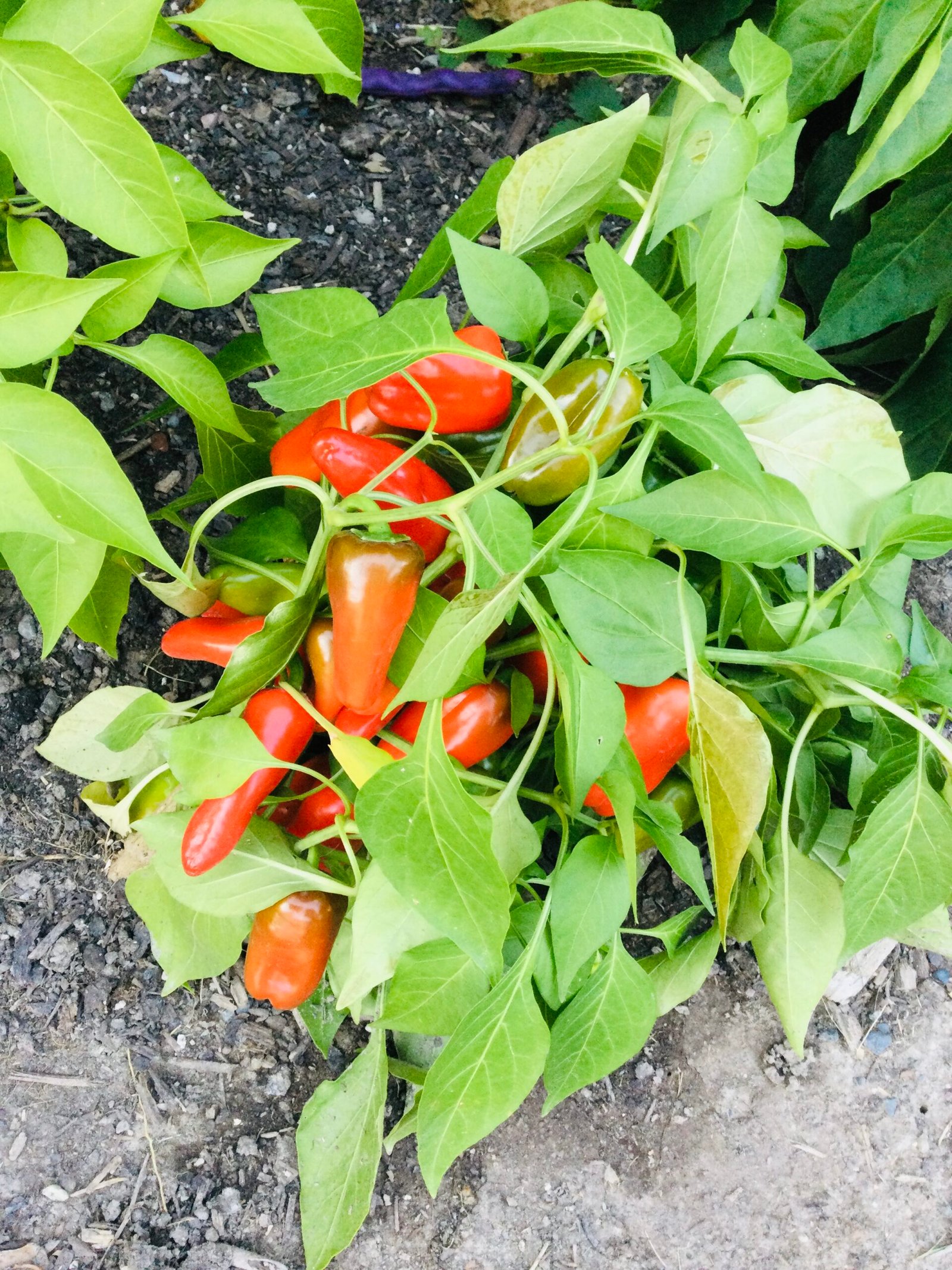 Lunchbox Red Sweet Pepper - Image 2
