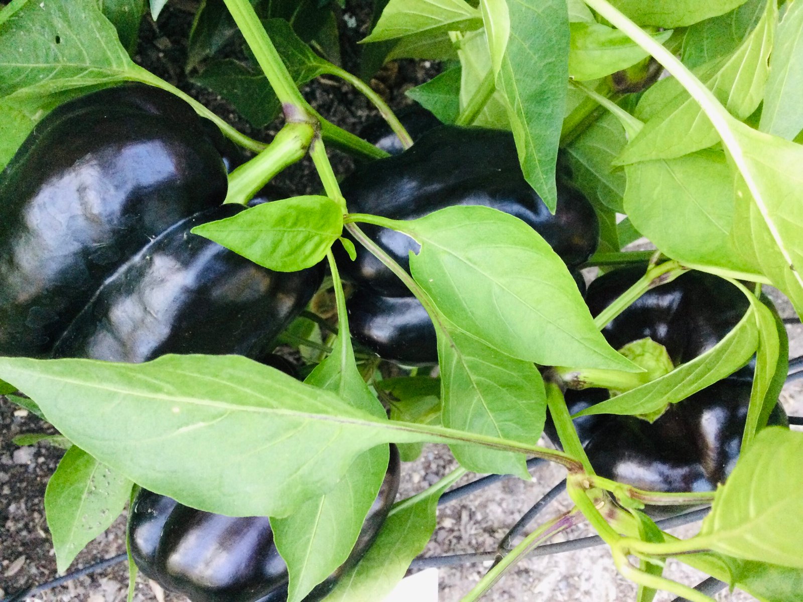 Zulu Sweet Pepper Seeds - Image 2