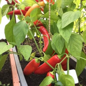 Cuzquerio Hot Pepper Seeds