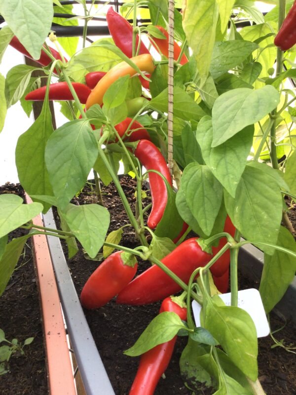 Cuzquerio Hot Pepper Seeds