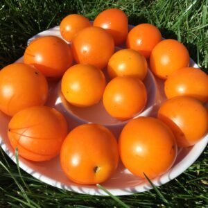 Ida Gold Tomato Seeds