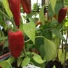 Pimento Picon Hot Pepper Seeds