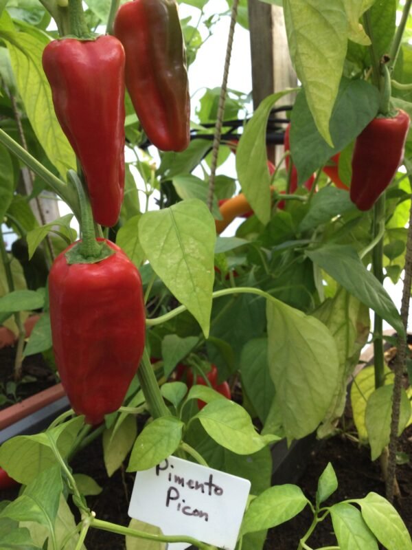 Pimento Picon Hot Pepper Seeds