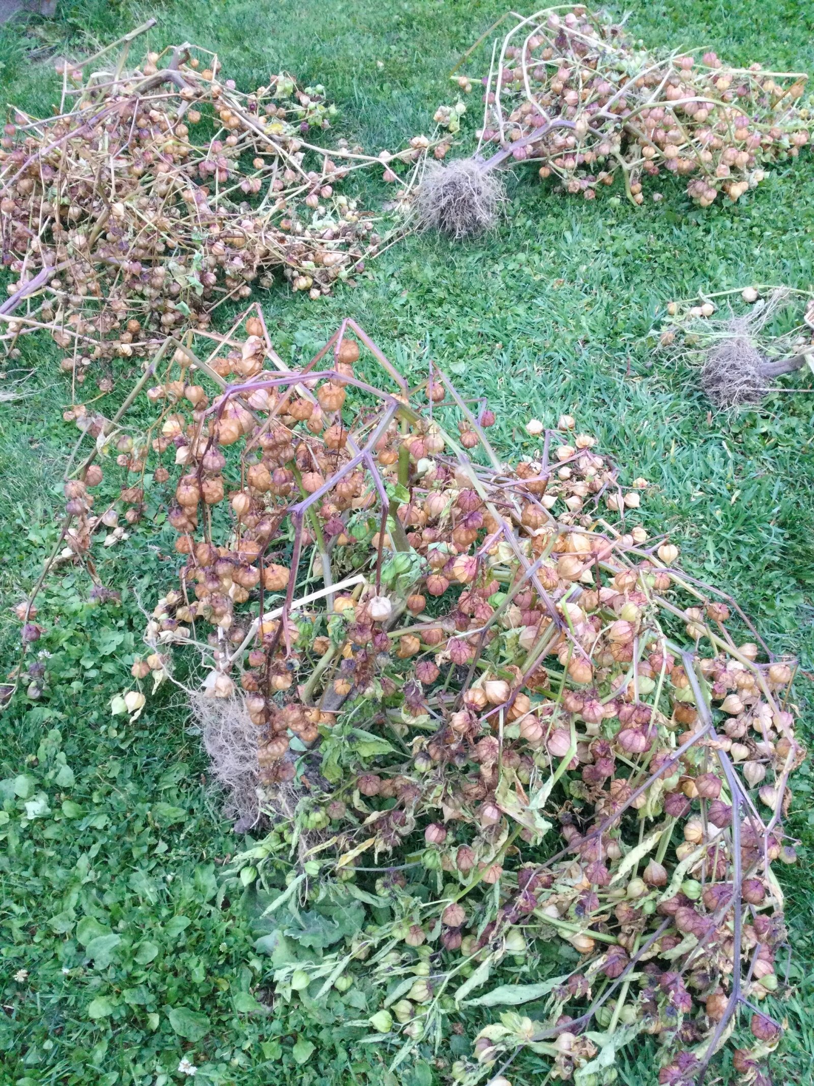 Physalis Minima Ground Cherry - Image 3