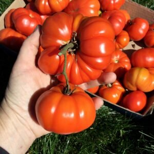 Edelrot Tomato Seeds