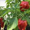 Criolla di Coccina Pepper Heirloom Seeds Grown in Sudbury, Ontario, Canada. Grown Organically. Heritage Hobby Seed Ark.